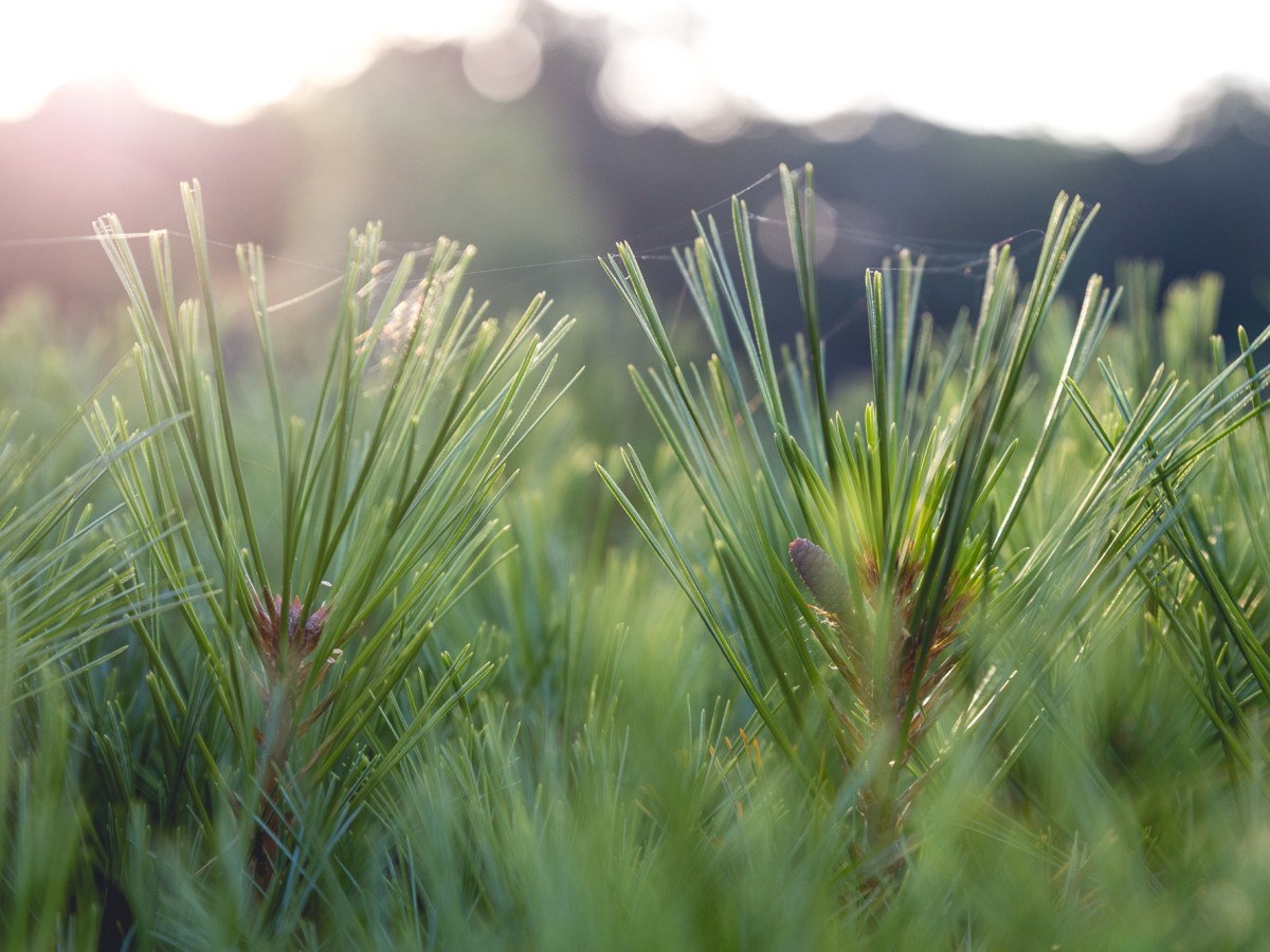 How To Use Breathing Meditations For Pain