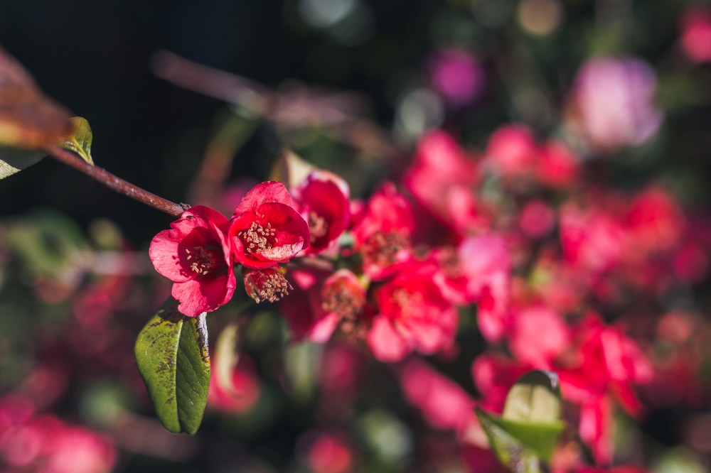 Chaenomeles japonica (Japanese flowering quince