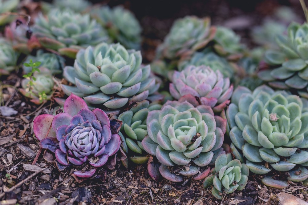 Purple and teal succulent plants