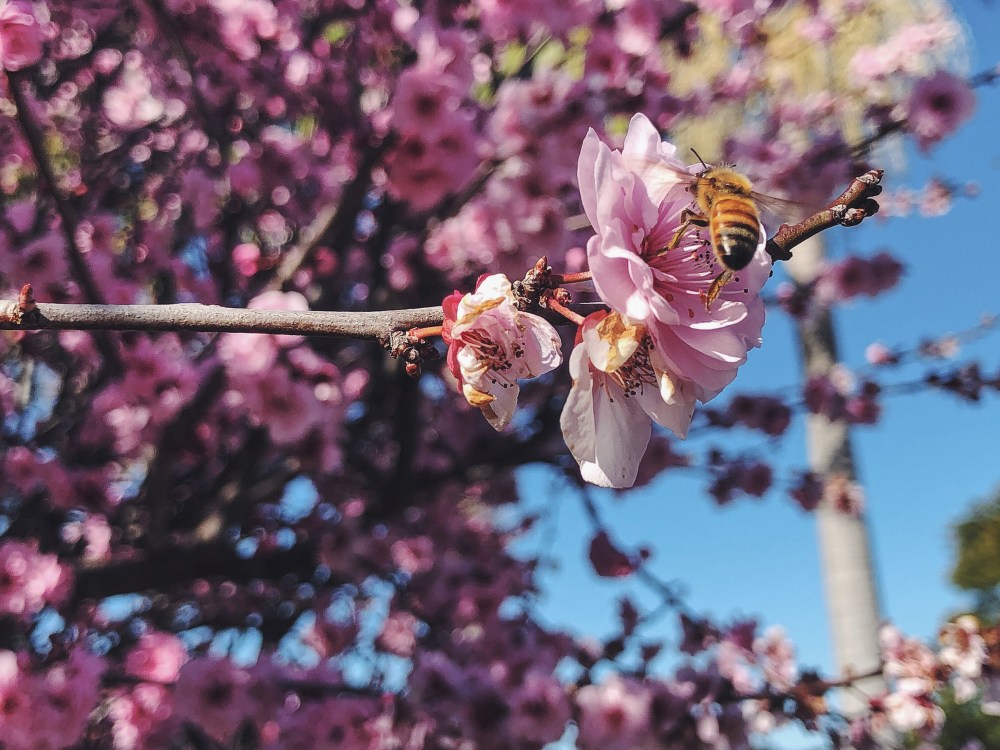 [Image Description: Bee perched on a pink blossom flower, pink cheery blossom tree and blue sky in the background.]