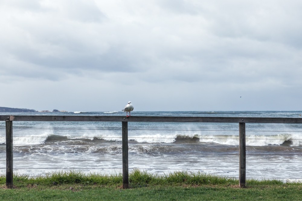 [Image description: seagull sits on a timber and wire fence, with a rough surf beach, ocean and an overcast sky in the background.]