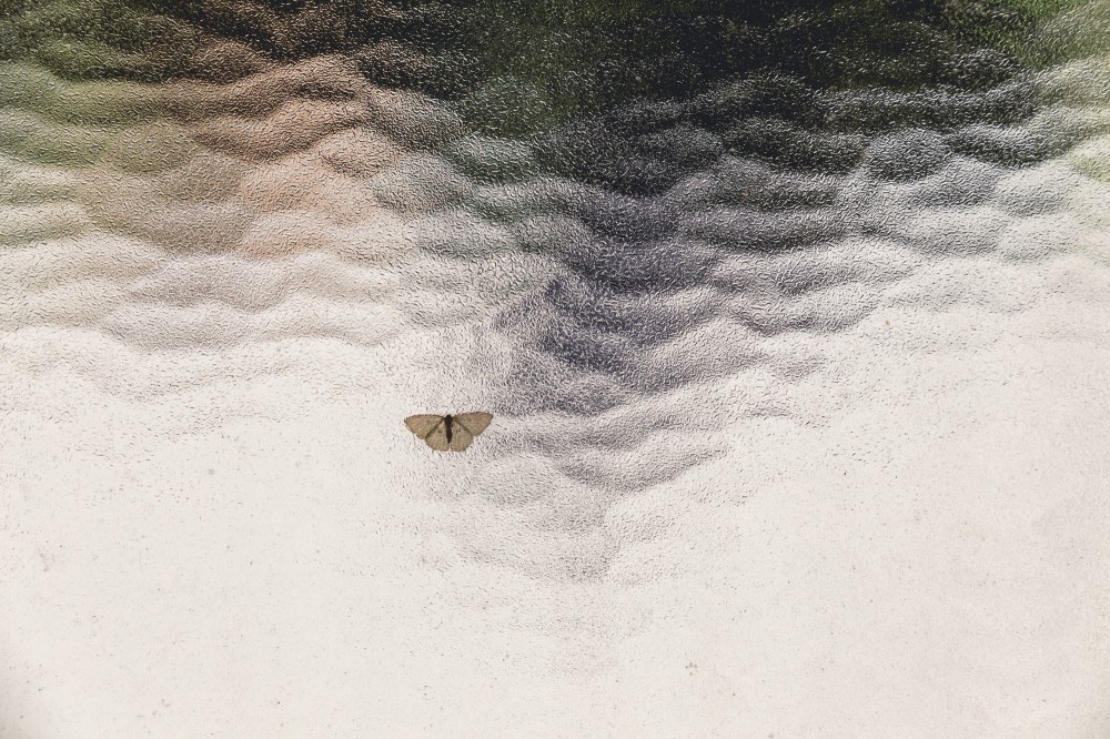[Image Description: Frosted glass window with a small moth on the outside with its wings spread. The window is mainly white coloured with green and black.]