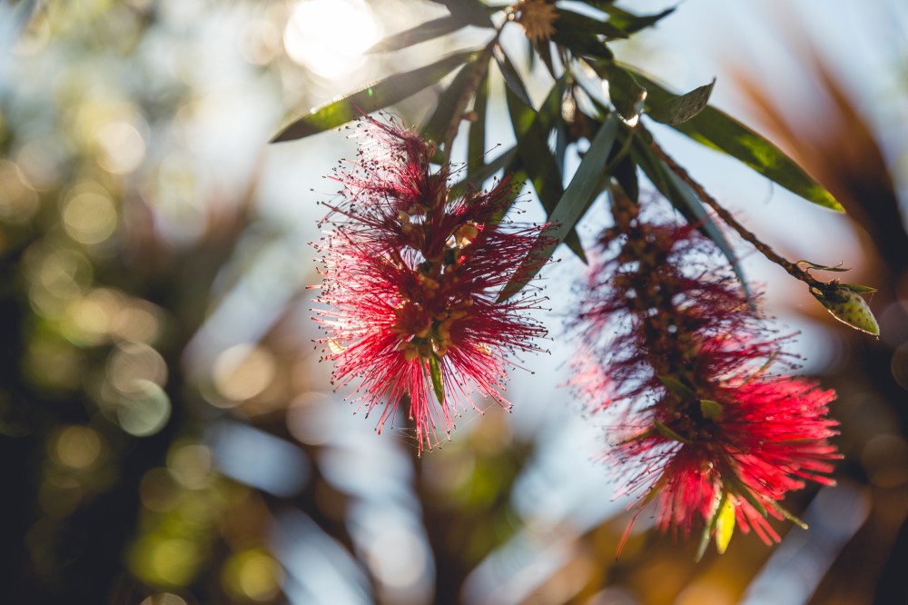 [Image Description: red bottle bush flower stem hanging down, backlit with green bushes in the background.]