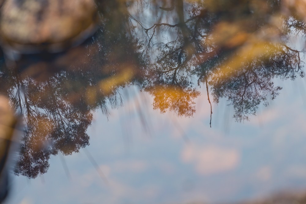 [Image Description: pool of water with blurry reflections and rocks, and clear reflections of Australian bush trees.]