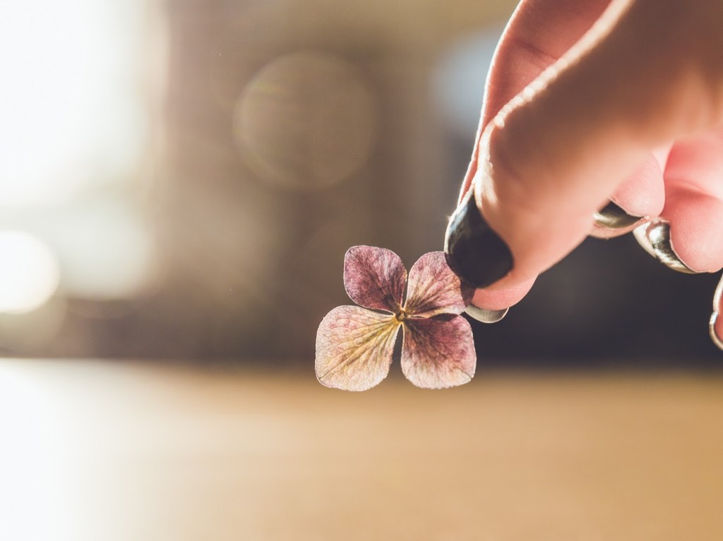 [Image Description: white hand with dark nails holds a pressed hydrangea flower with golden light shining behind it in the background.]