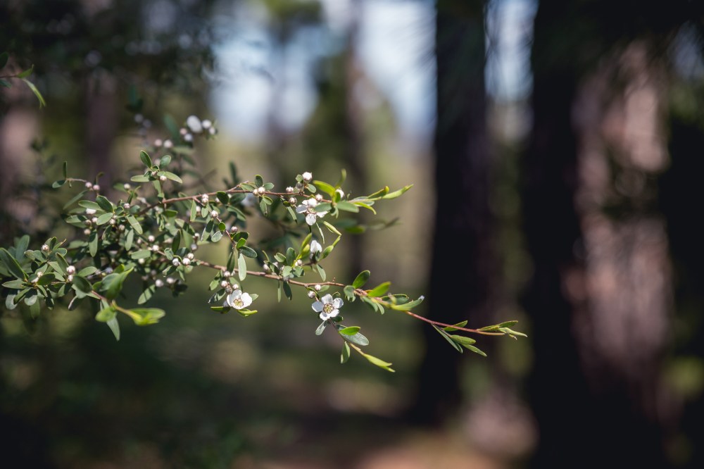 [Image Description: Green plant with white flowers with trees in the background.]