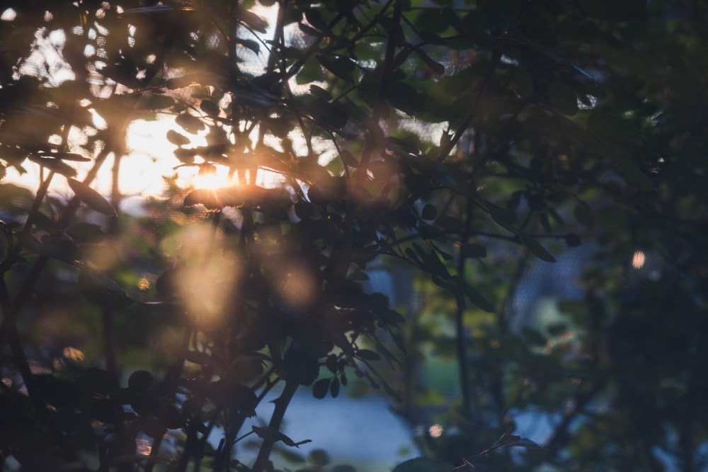 [Image Description: dappled golden sunset light glowing through rose bush.]